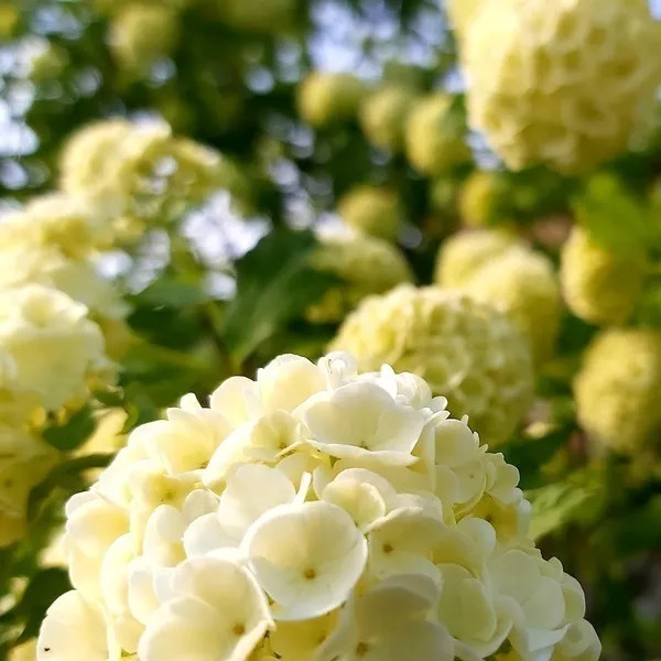 CHARLOTTE FRAISE BANANES