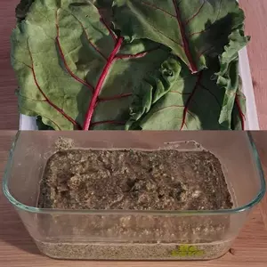 Pesto aux feuilles de betteraves