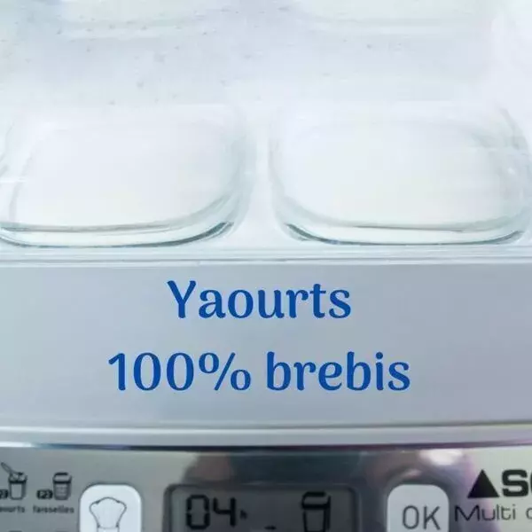 12 Yaourts 100 % brebis pour yaourtière Multi-Délices Express SEB