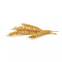 50 gramme(s) de blé