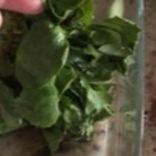 Soupe de fanes de radis