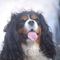 ghislainer_422c