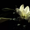 anneg_7517