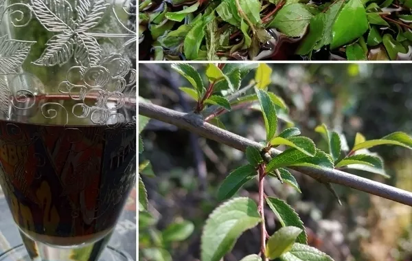 Trouspinette Apéritif d'une Picarde en Vendée
