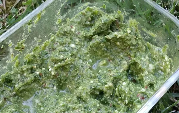 Pesto aux fanes de radis