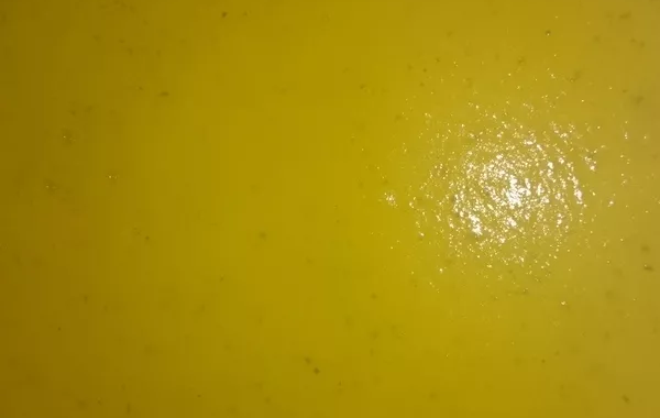 velouté magique