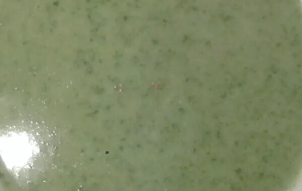 Soupe de laitue