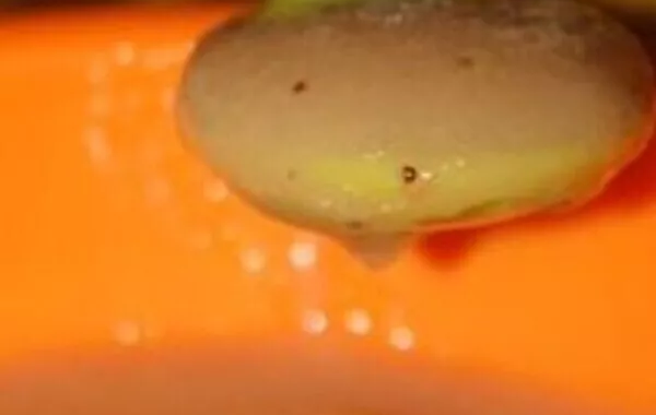 Compote 3 fruits (6 mois)