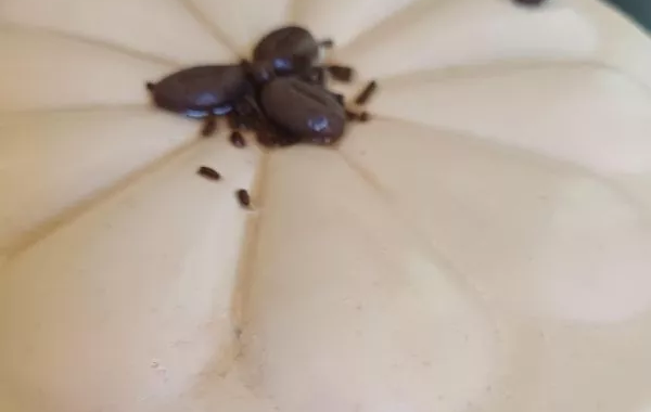 entremet café chocolat