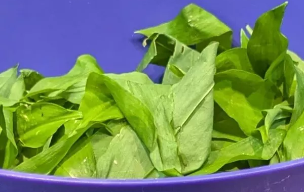 Pesto Ail des Ours