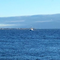 sandrinef_1508