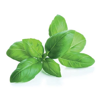  des feuilles de basilic frais